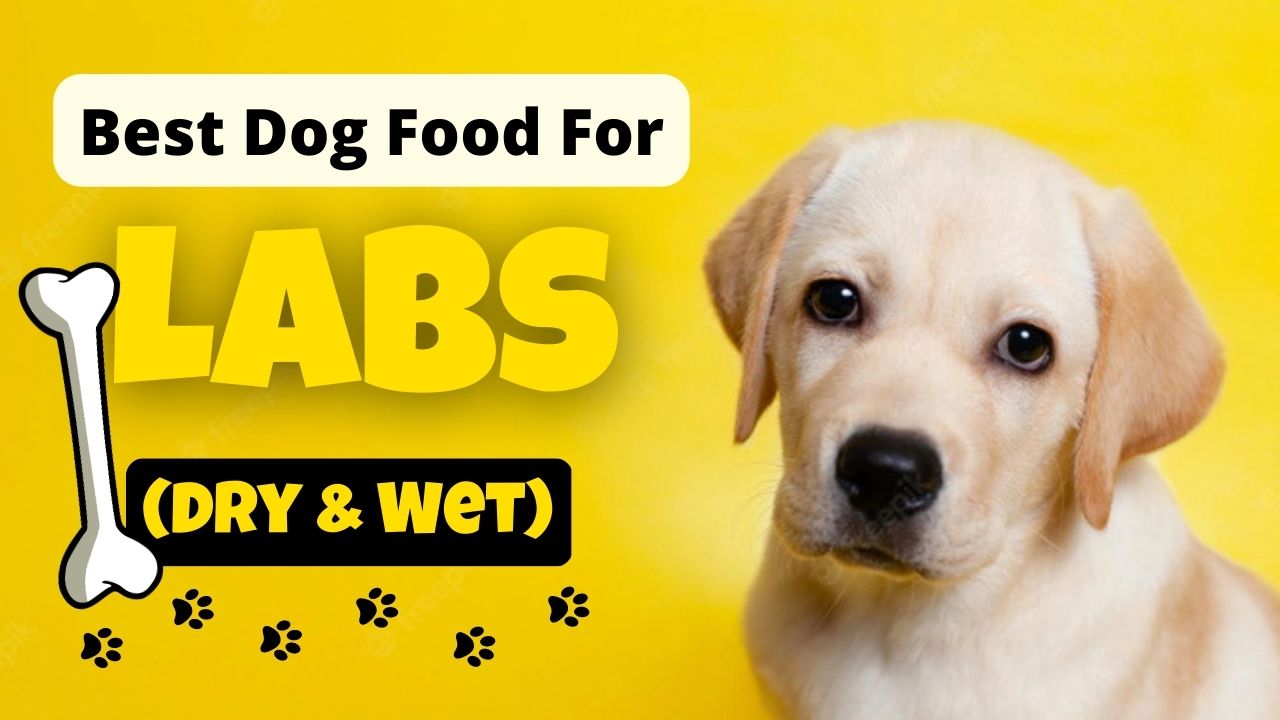 Food for Labs