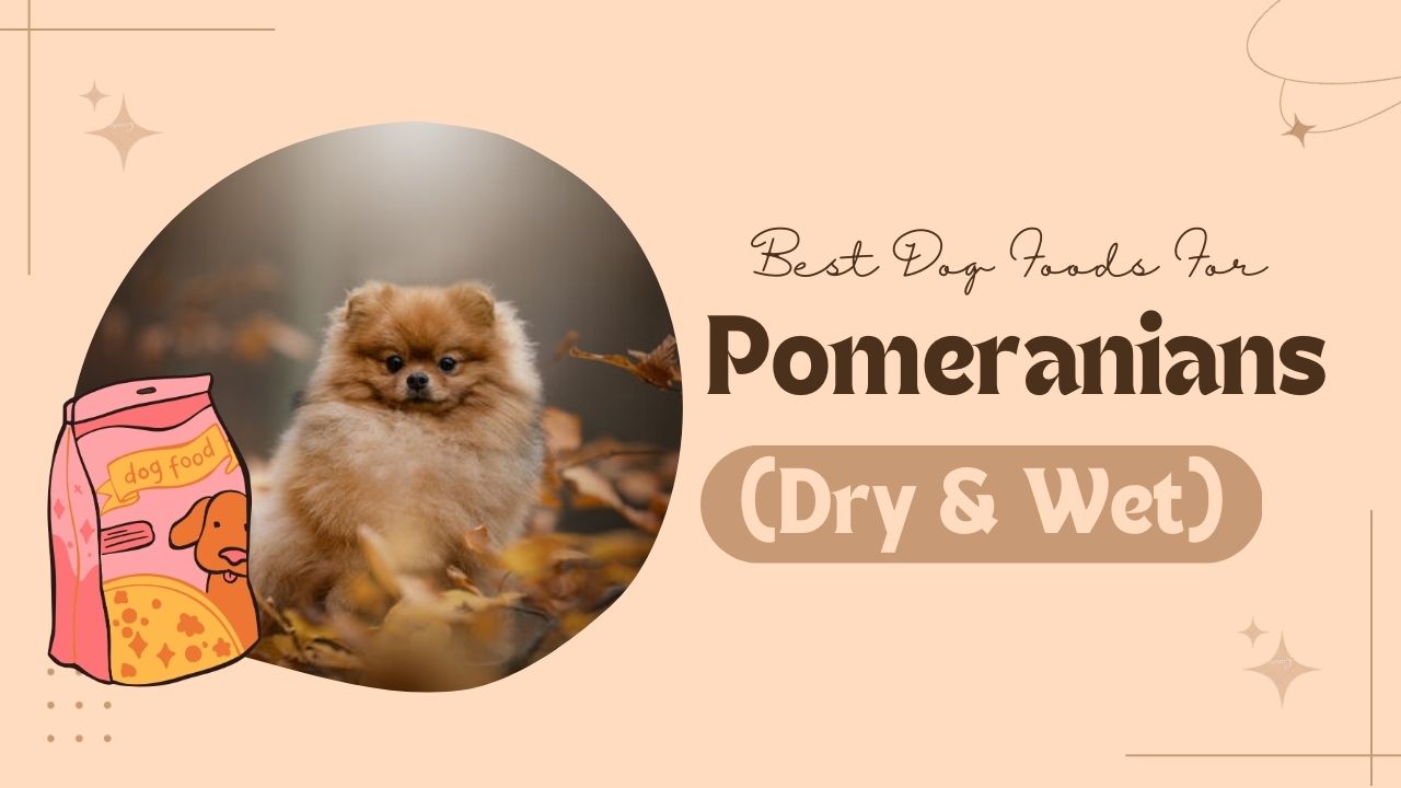 Pomeranians Dog Food